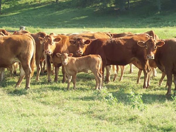 Grass-fed Limousin Cattle for sale